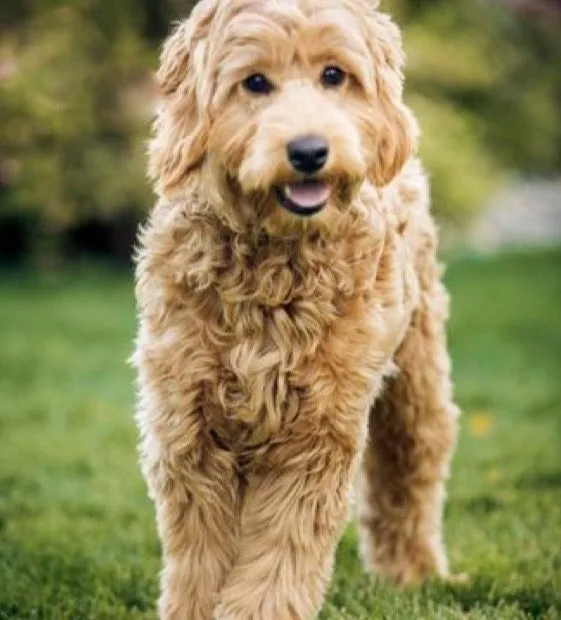 Golden Labradoodle