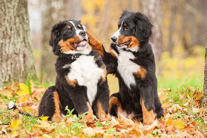 Bernese Mountain Dog